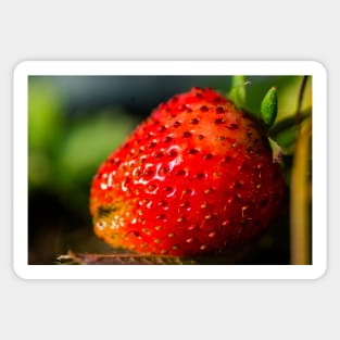 Strawberry hdr Sticker